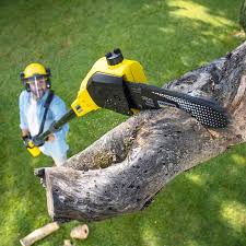 Organic Lawn Care Solutions in Cleveland, FL